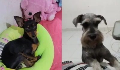 Mascotas extraviadas.