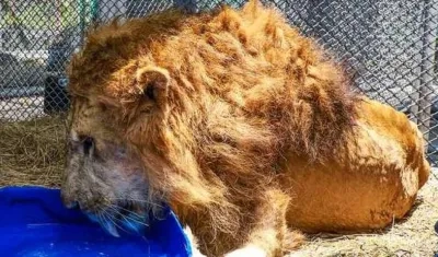 Imagen de Júpiter en Cali.