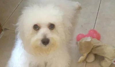 'Cookie', perrita extraviada.