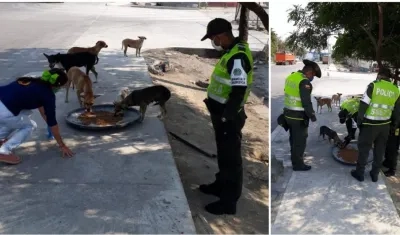 Los perros de calle comen en un jornada liderada la Policía y fundaciones.