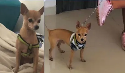 Hachi, la mascota de una niña de 9 años, que se perdió en el barrio San Felipe.