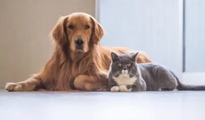 Gobierno hace un llamado a la comunidad a no abandonar las mascotas.