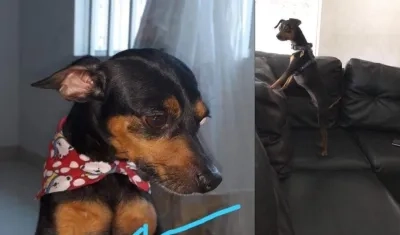 Perrito desaparecido.