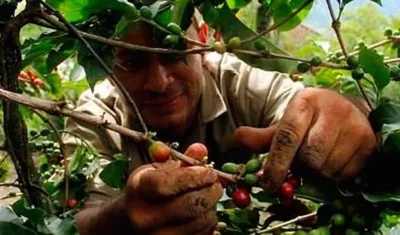 Producción cafetera colombiana cayó un 12% en marzo.