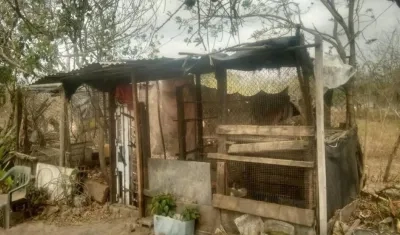 En esta pequeña granja de Galapa se han muerto 32 gallinas criollas en una semana.
