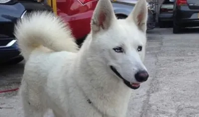 ‘Lina Marcela’,  un ejemplar de raza lobo siberiano, extraviada.