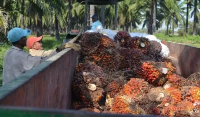 Producción de palma de aceite en C. I. Caribia en Zona Bananera.