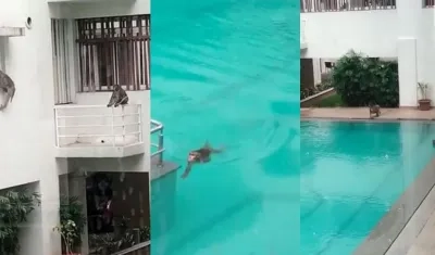 Monos en piscina de un edificio de Montería.