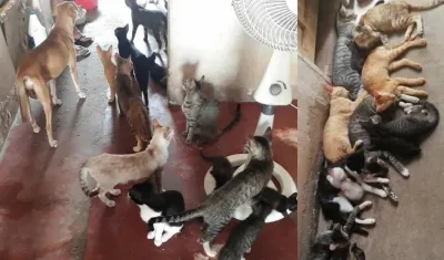 El grupo de animales.