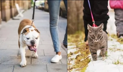 MinSalud entrega recomendaciones a quienes tengan mascotas.