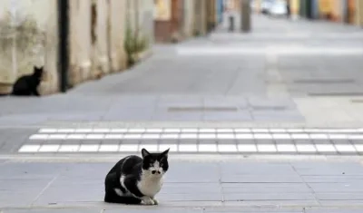 Ambos animales viven en zonas distintas del estado de Nueva York, epicentro actual de la pandemia no solo en EE.UU sino a nivel mundial.