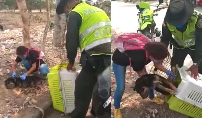 Personal de la Policía rescatando un perro en Soledad.