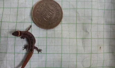  Lepidoblepharis miyatai.