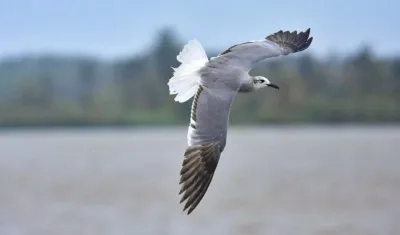 La principal intención es generar un mayor sentido de pertenencia por la biodiversidad y la riqueza natural de Barranquilla.