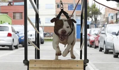 Un perro abandonado.