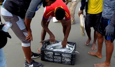 Pescadores de La Boquilla, un corregimiento vecino de Cartagena de Indias (Colombia), fueron registrados al revisar el escaso producto de su faena. 