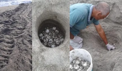Guardaparques han identificado los sitios donde se encuentran estas nidadas.