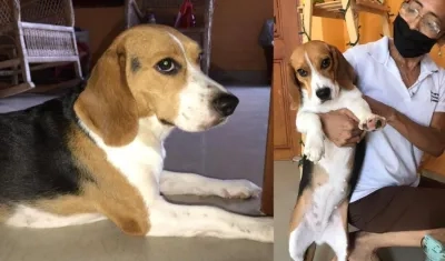 Esta es 'Luna Andrea', la mascota perdida en Barrio Abajo.