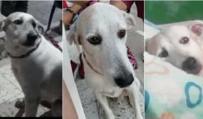 Perro llamado 'Gordo', que se perdió en el Barrio Abajo.