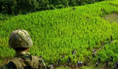 Cultivos ilícitos en el país.