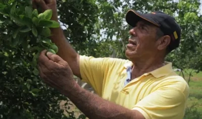 Programa de kits de siembra