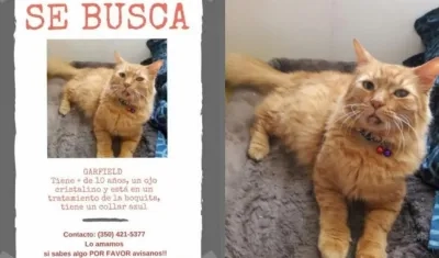 Este es el gato 'Garfield'.