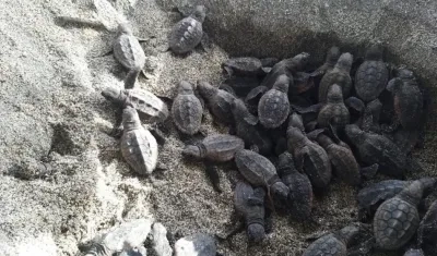 Nacieron tortugas caretta caretta.