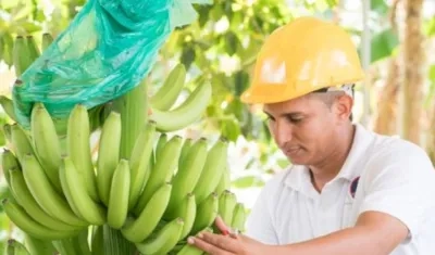 Banano de exportación