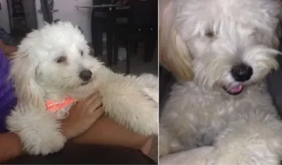 'Bruno', mascota robada.