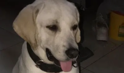 Esta es 'Akila', la mascota extraviada en el barrio Buena Esperanza.