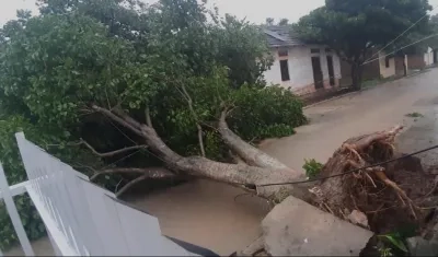Árbol caído durante el vendaval en Candelaria.