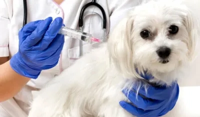 Ministerio de Salud invita a la ciudadanía a denunciar el maltrato animal.