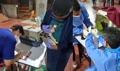 De 270 gatos embarcados en Santa Marta llegaron 252 a Bogotá.