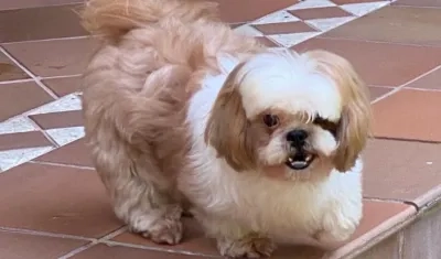El perrito 'Messi'.