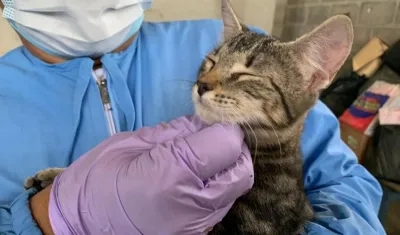La veterinaria costeó la operación de los gatos en Soledad.