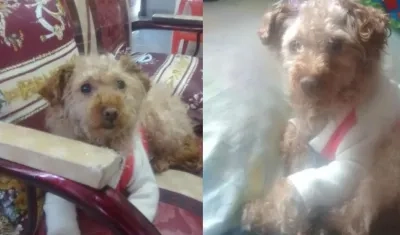 'Canela', la perrita agredida.