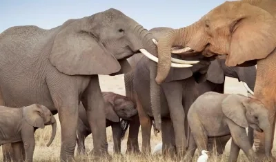 Los 12 elefantes no tenían signos de violencia.