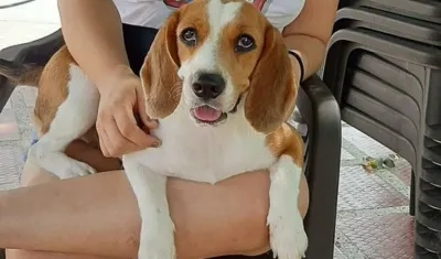 Mascota extraviada en la Ciudadela 20 de Julio.