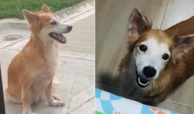 Perrita Chary, extraviada del conjunto Puerto Gaita.