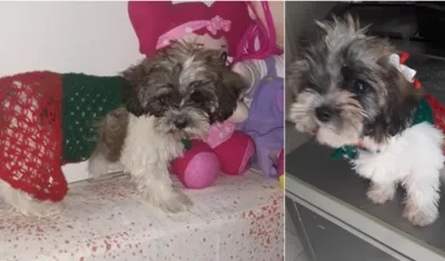 'Milu Sofía', la mascota robada.