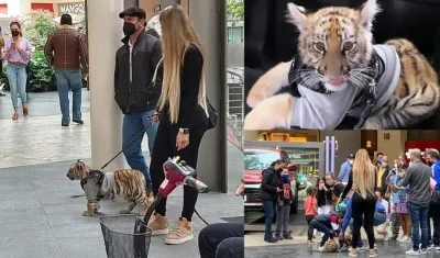 Las imágenes del tigre cachorro.