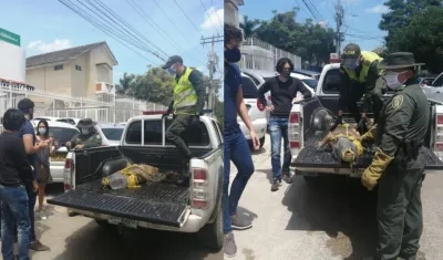 Caimán trasladado por la Policía. 