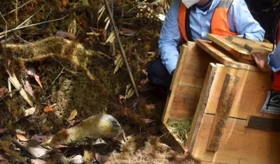 Miembros de la Corporación Autónoma Regional del Valle del Cauca CVC liberan un guatín hoy, en Buenaventura (Colombia).