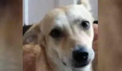 Kirara, la mascota extraviada en Lucero.