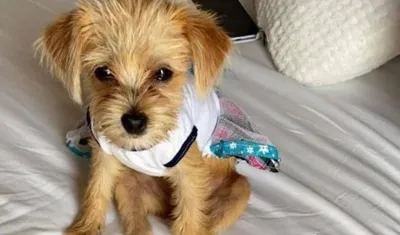 'Mimi', can extraviada por el barrio Miramar.