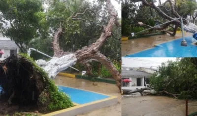 Imágenes del parque Samuel Polo Samudio tras el vendaval. 