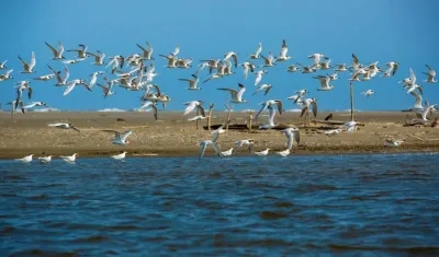 El propósito es proteger este importante ecosistema.