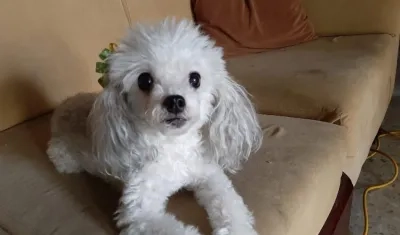 'Pupy', la mascota extraviada en el barrio El Prado.