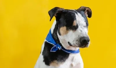 'Thor', el perrito atacado.