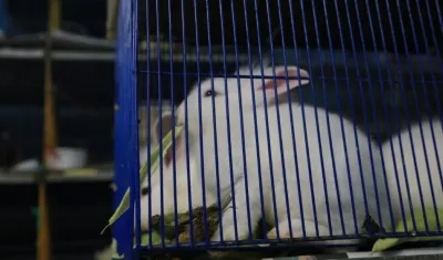 Conejo en plaza de mercado.